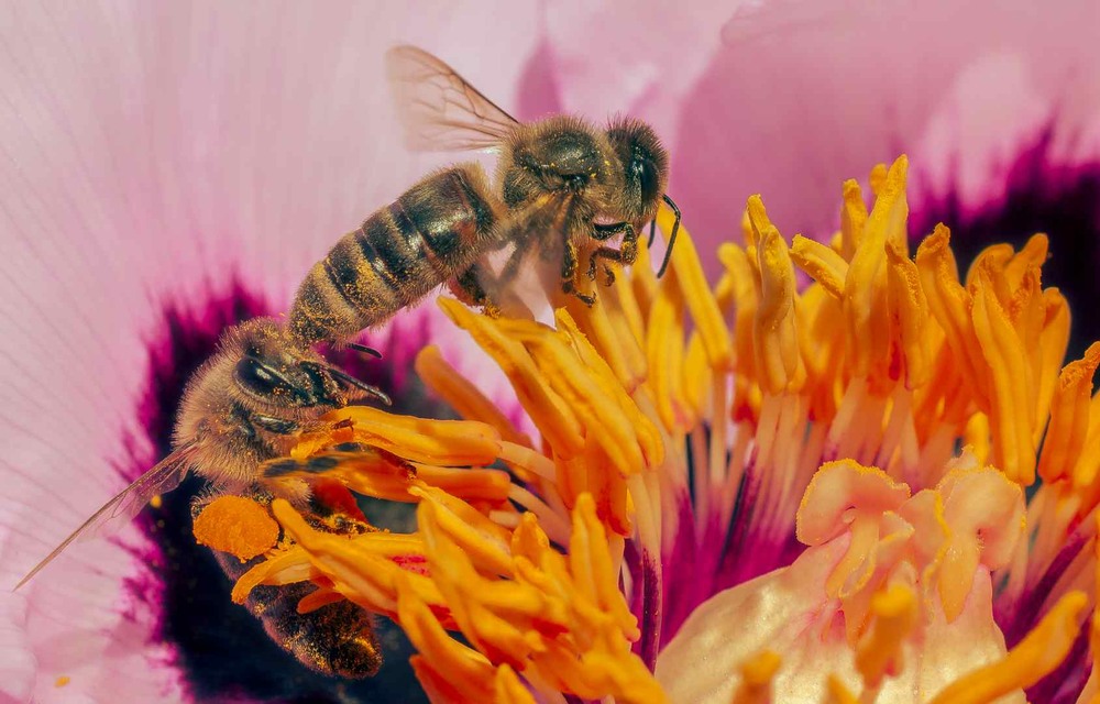 Фотографія Макро / Олександр Катков / photographers.ua