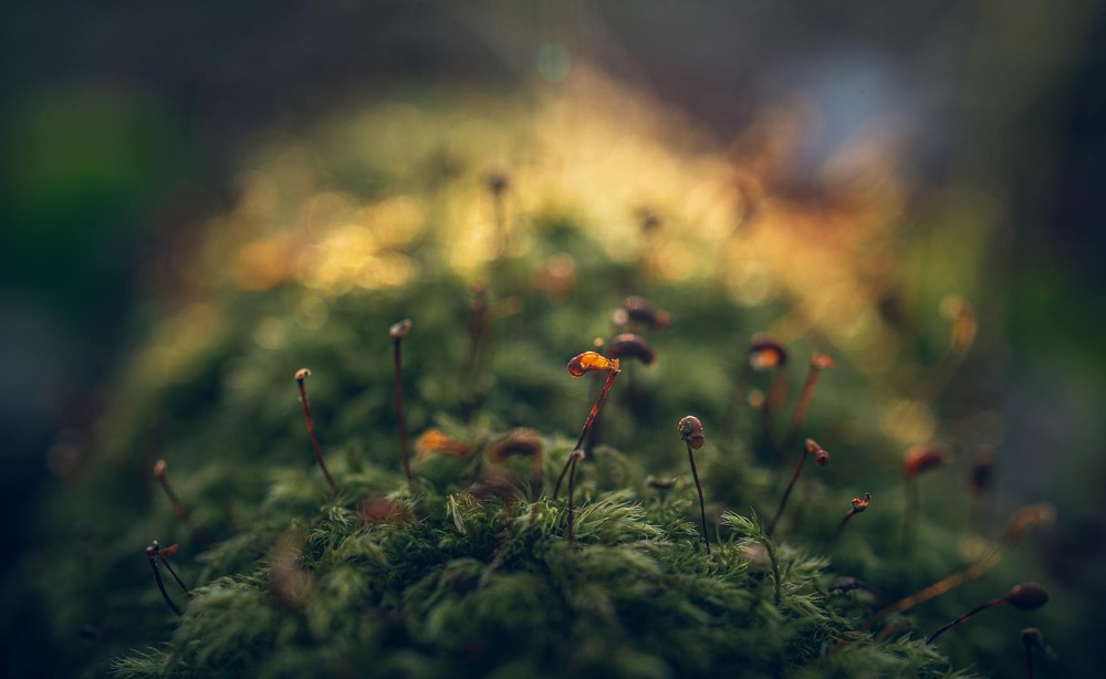 Фотографія Макро / Олександр Катков / photographers.ua