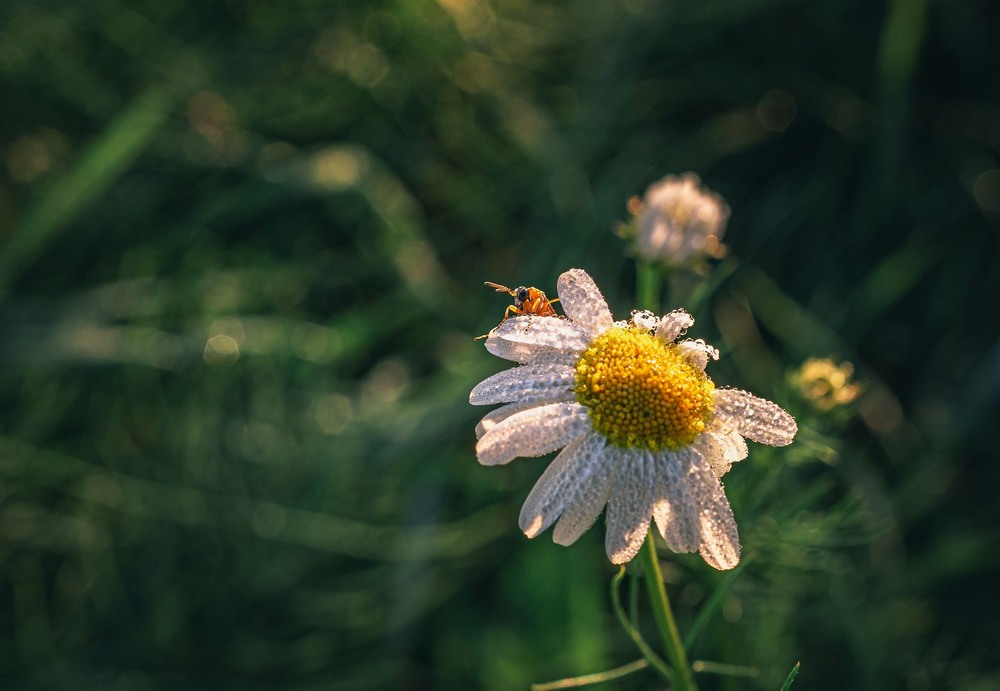 Фотографія Макро / Олександр Катков / photographers.ua