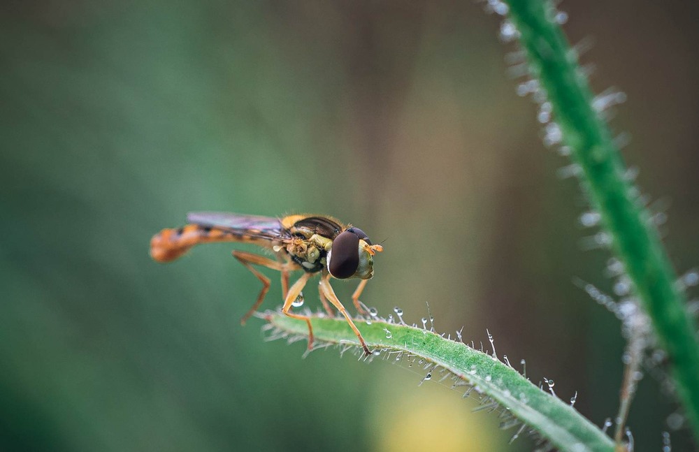 Фотографія Макро / Олександр Катков / photographers.ua