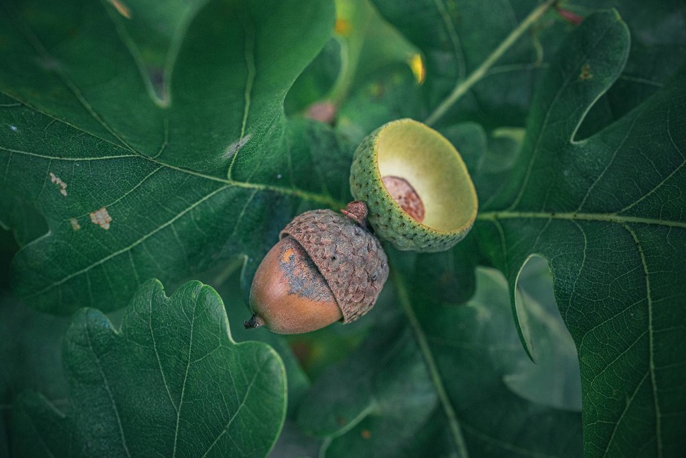 Фотографія Макро / Олександр Катков / photographers.ua