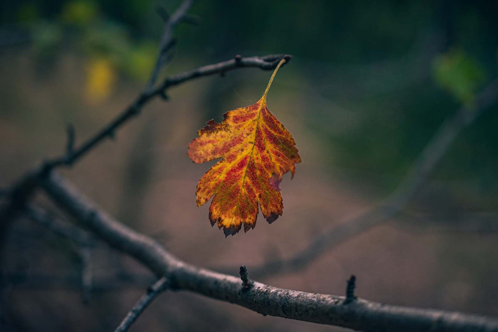 Фотографія Разное / Олександр Катков / photographers.ua