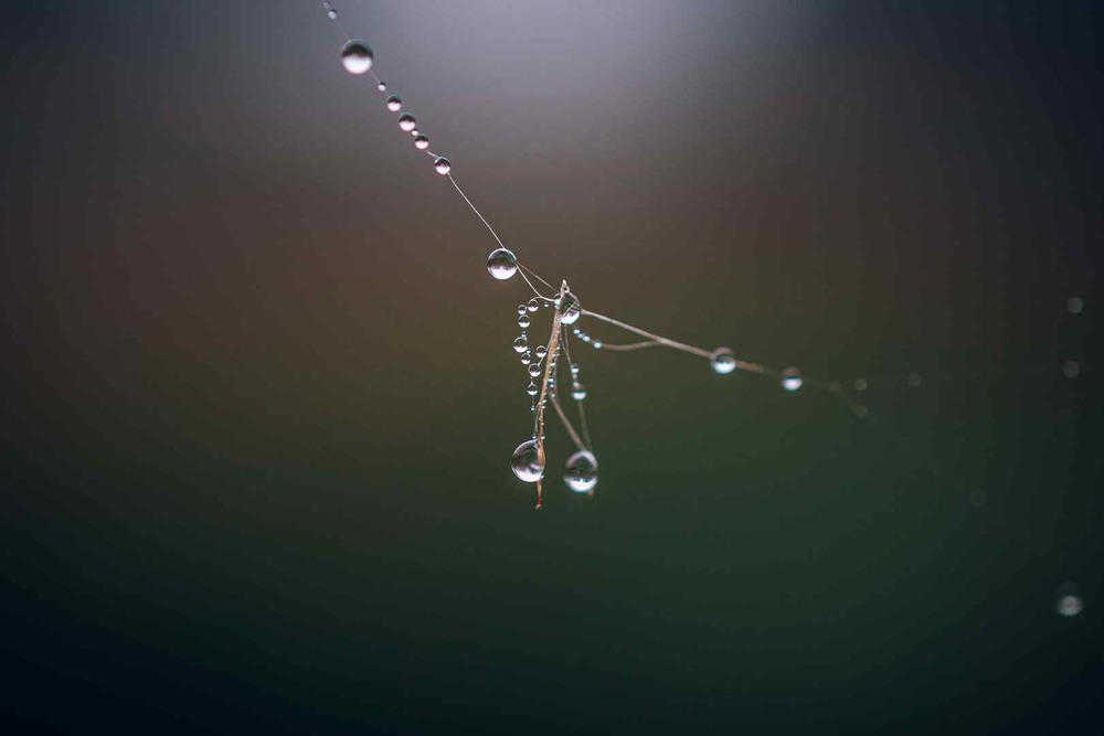 Фотографія Макро / Олександр Катков / photographers.ua