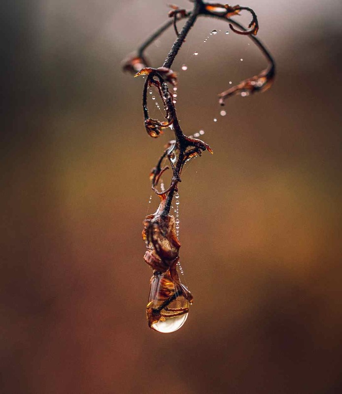 Фотографія Макро / Олександр Катков / photographers.ua