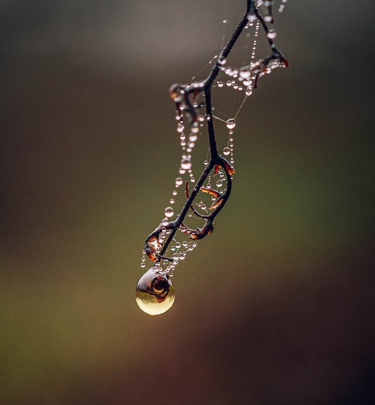 Фотографія Макро / Олександр Катков / photographers.ua