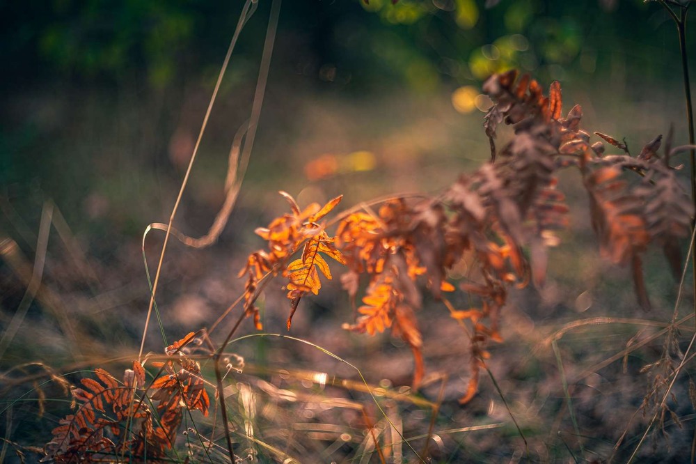 Фотографія Макро / Олександр Катков / photographers.ua
