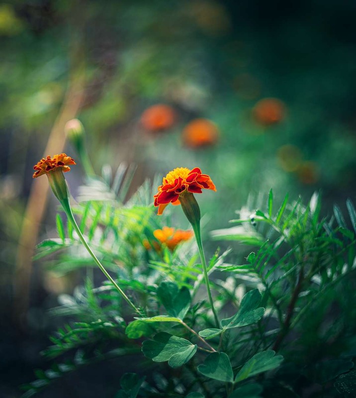 Фотографія Макро / Олександр Катков / photographers.ua