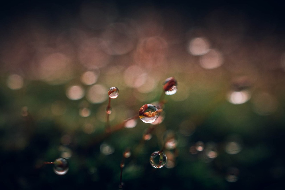 Фотографія Макро / Олександр Катков / photographers.ua