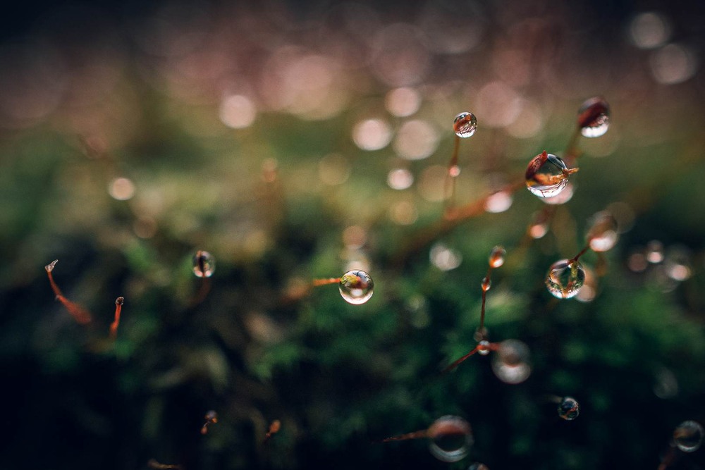 Фотографія Макро / Олександр Катков / photographers.ua