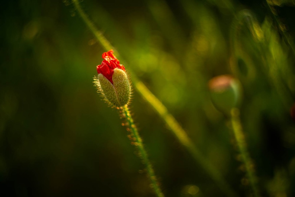 Фотографія Макро / Олександр Катков / photographers.ua