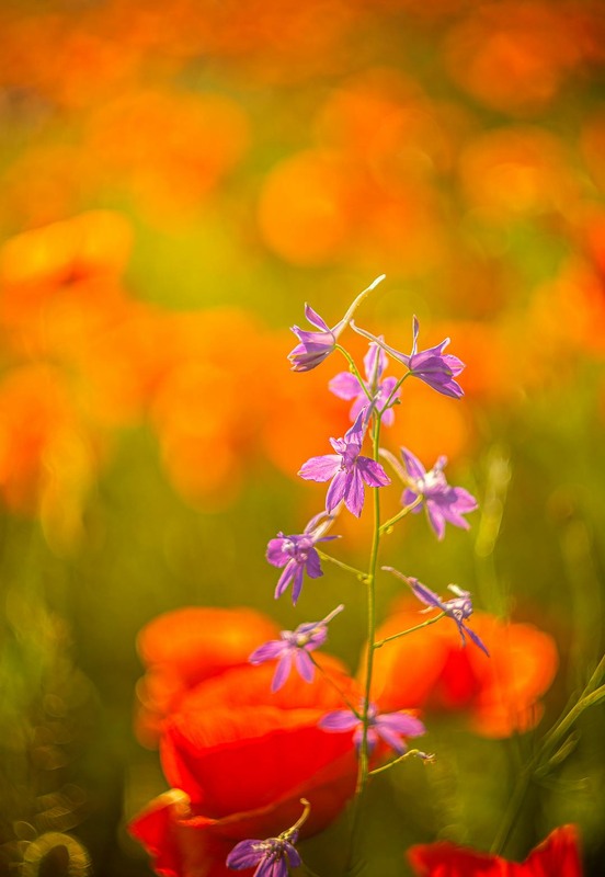 Фотографія Макро / Олександр Катков / photographers.ua