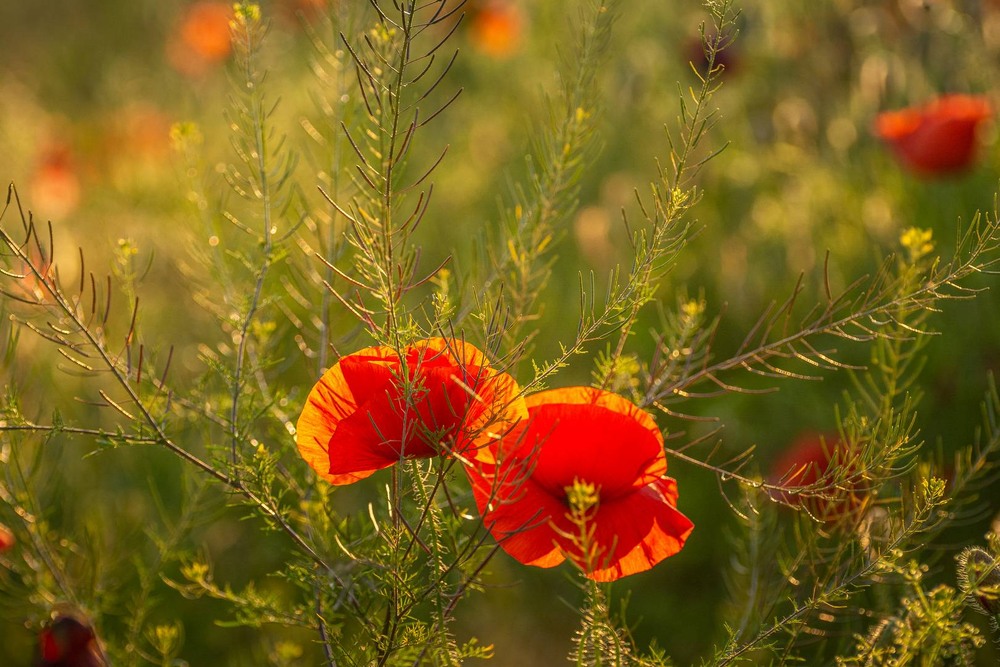 Фотографія Разное / Олександр Катков / photographers.ua