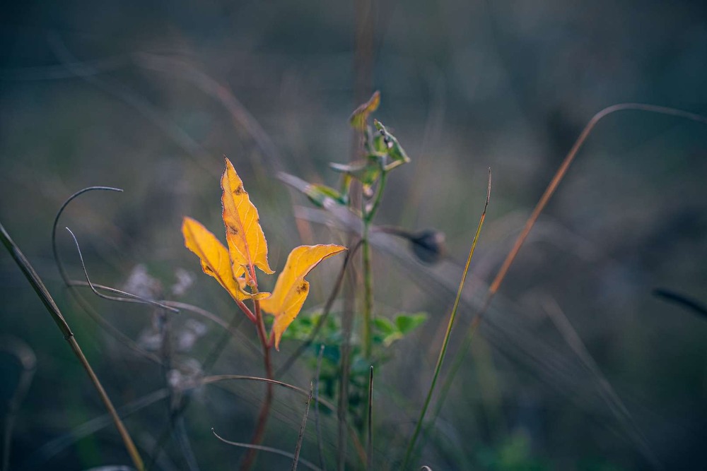 Фотографія Макро / Олександр Катков / photographers.ua