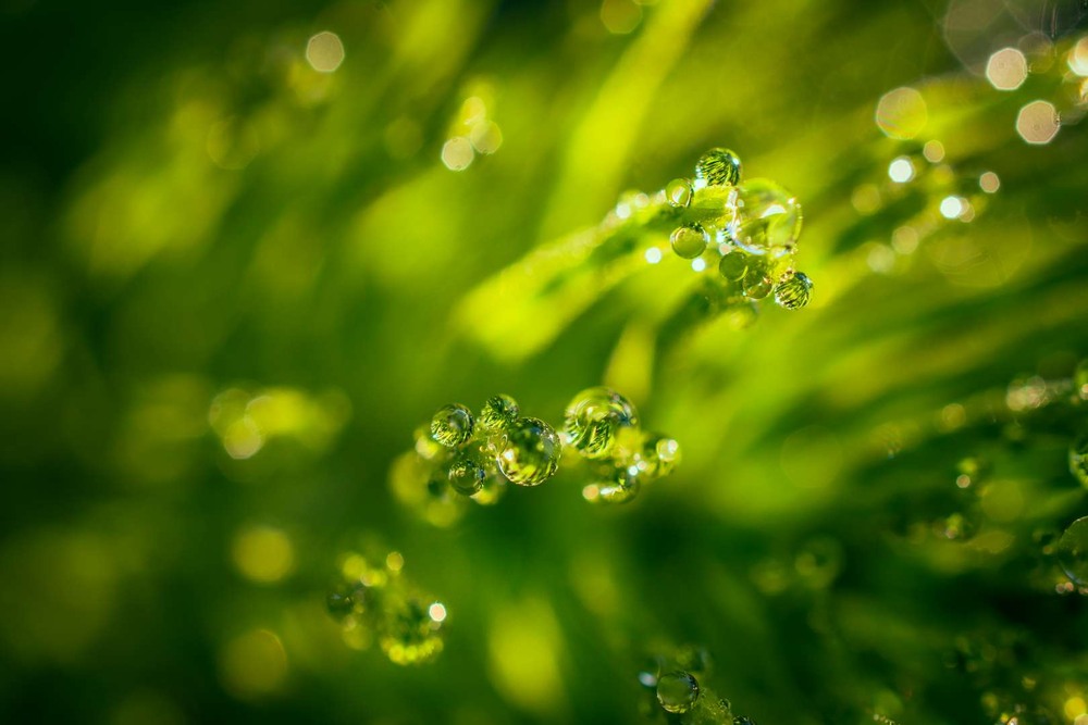 Фотографія Макро / Олександр Катков / photographers.ua