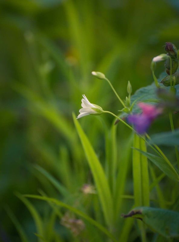 Фотографія Макро / Олександр Катков / photographers.ua