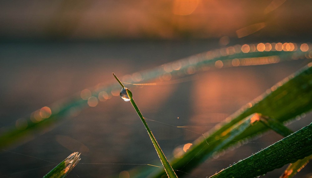 Фотографія Макро / Олександр Катков / photographers.ua