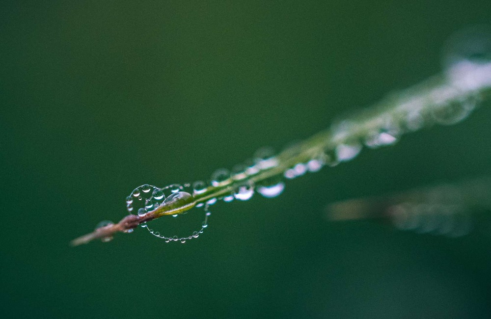 Фотографія Макро / Олександр Катков / photographers.ua