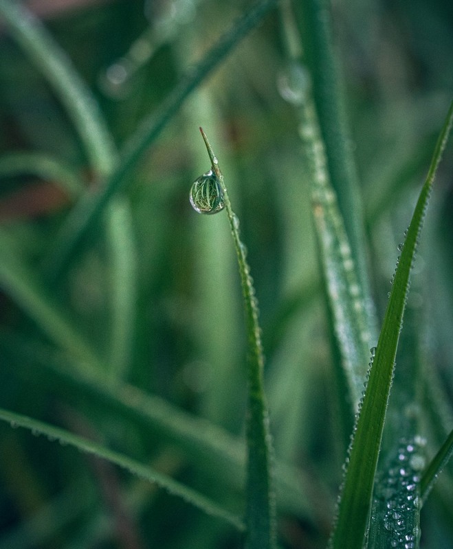 Фотографія Макро / Олександр Катков / photographers.ua