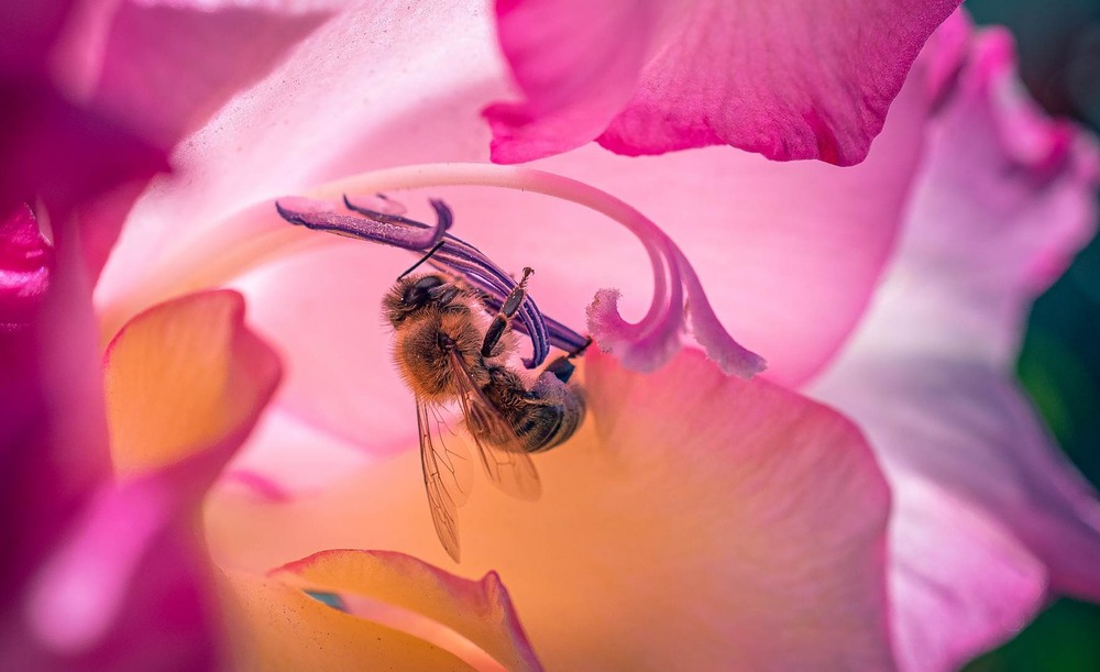 Фотографія Макро / Олександр Катков / photographers.ua