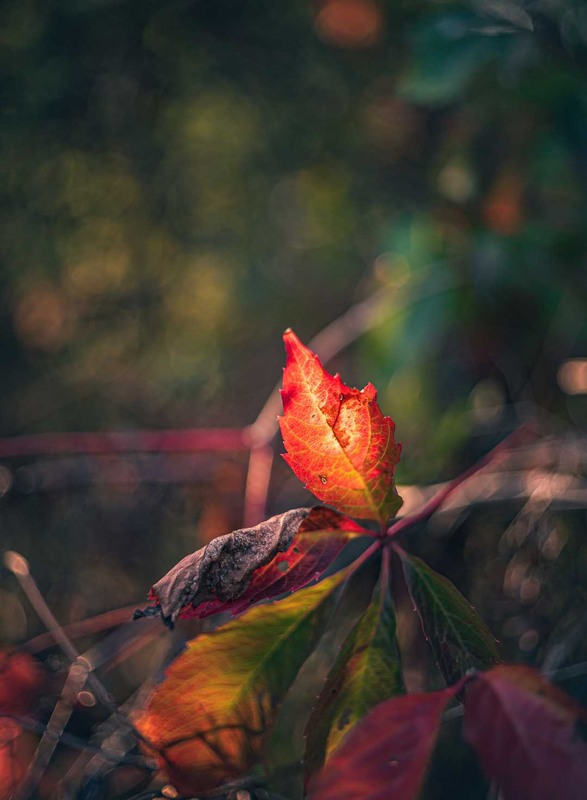 Фотографія Макро / Олександр Катков / photographers.ua