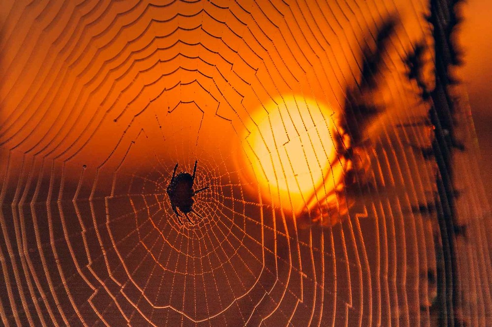 Фотографія Макро / Олександр Катков / photographers.ua