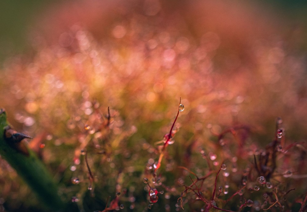 Фотографія Макро / Олександр Катков / photographers.ua