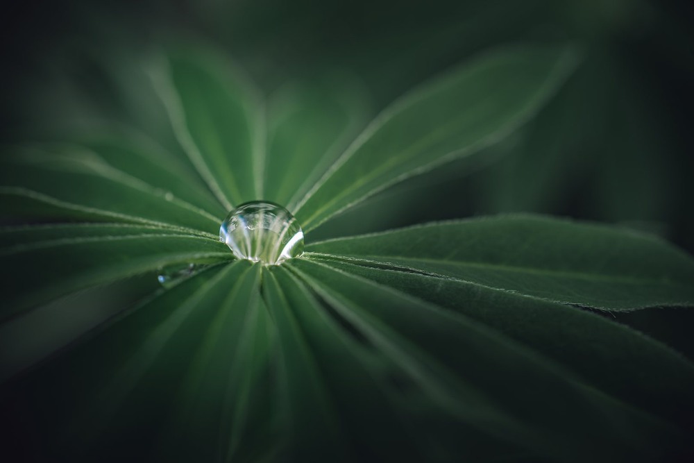 Фотографія Макро / Олександр Катков / photographers.ua