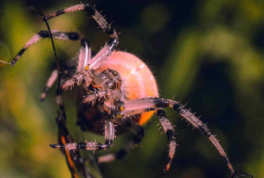 Фотографія Макро / Олександр Катков / photographers.ua
