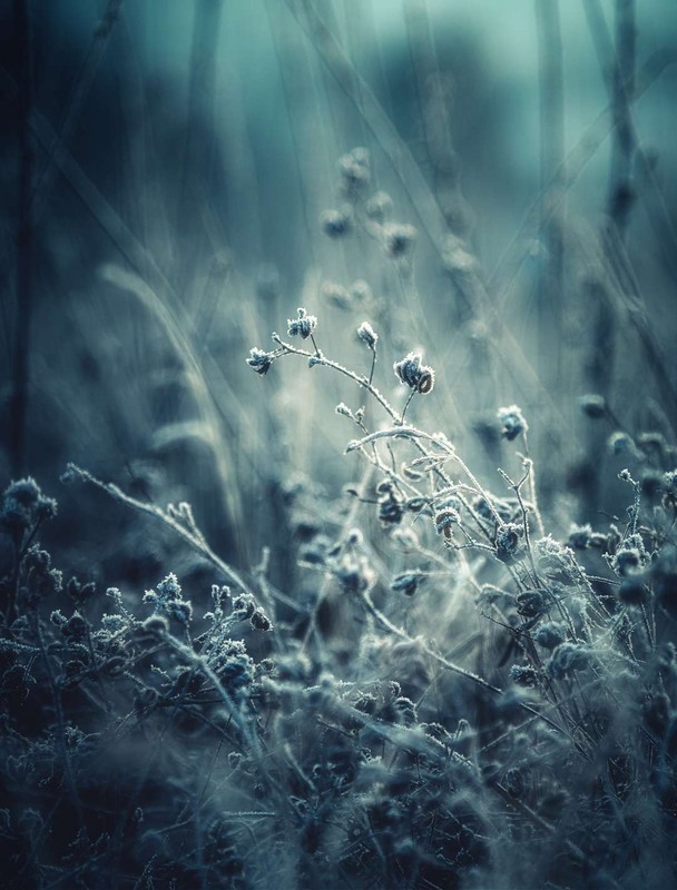 Фотографія Макро / Олександр Катков / photographers.ua