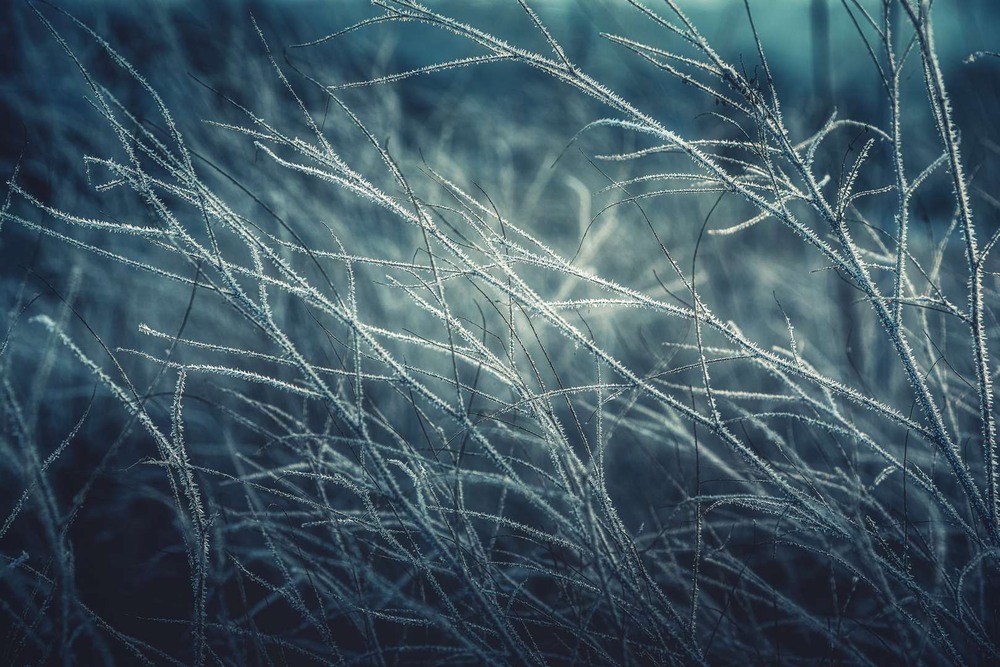 Фотографія Макро / Олександр Катков / photographers.ua