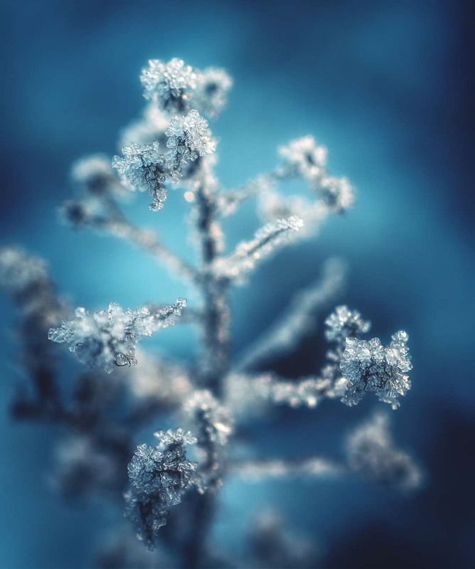 Фотографія Макро / Олександр Катков / photographers.ua