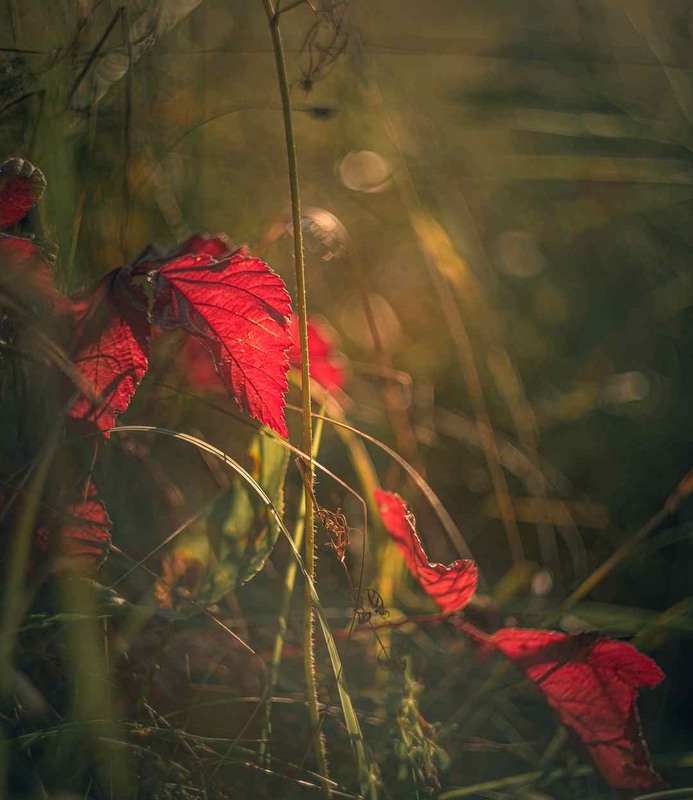 Фотографія Макро / Олександр Катков / photographers.ua