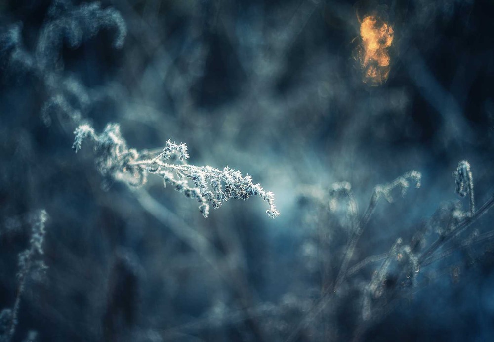 Фотографія Макро / Олександр Катков / photographers.ua