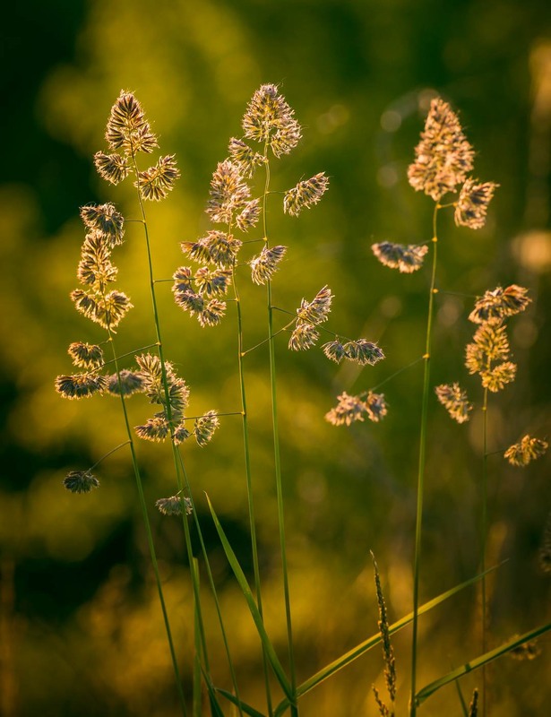 Фотографія Макро / Олександр Катков / photographers.ua