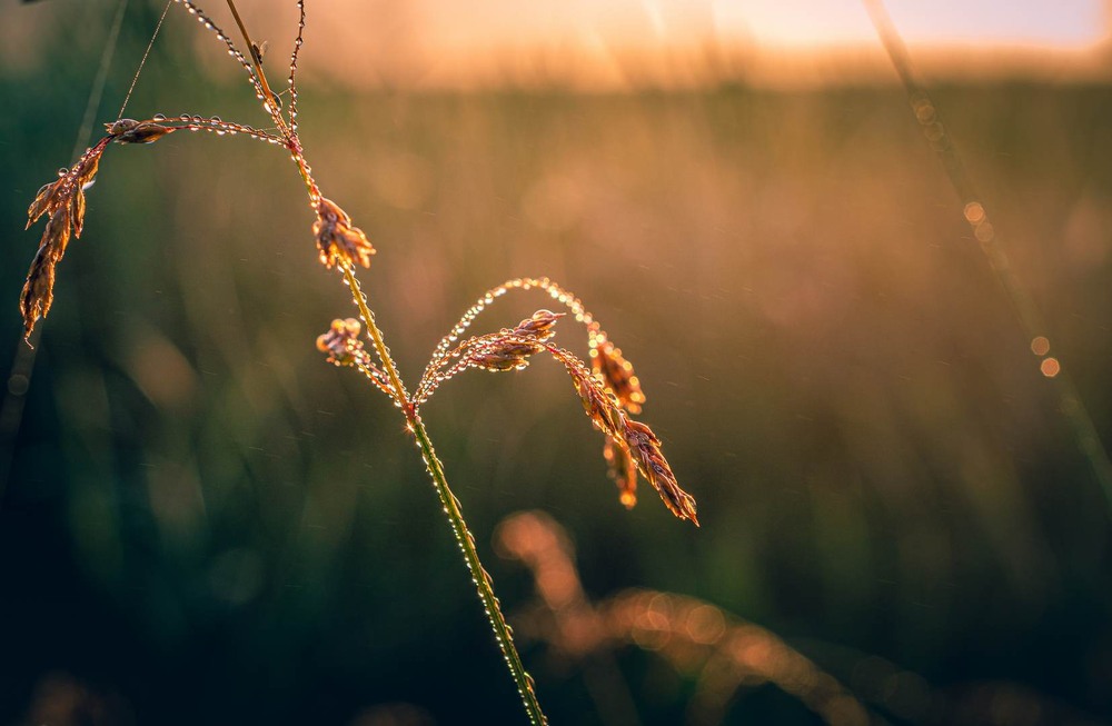 Фотографія Макро / Олександр Катков / photographers.ua
