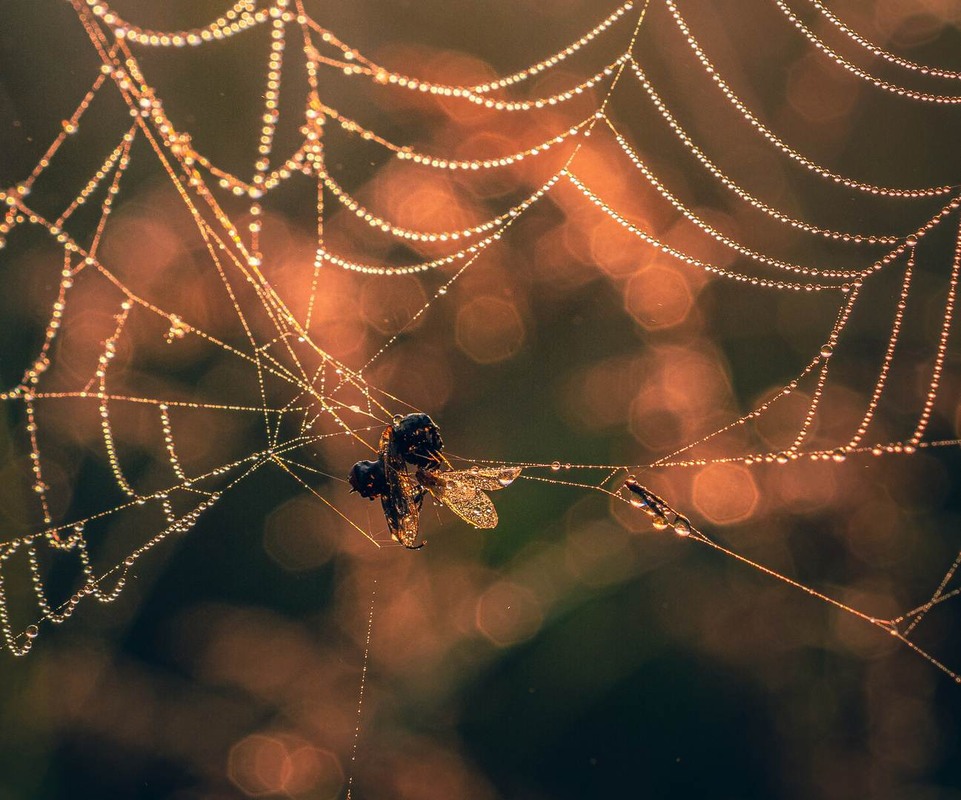 Фотографія Макро / Олександр Катков / photographers.ua