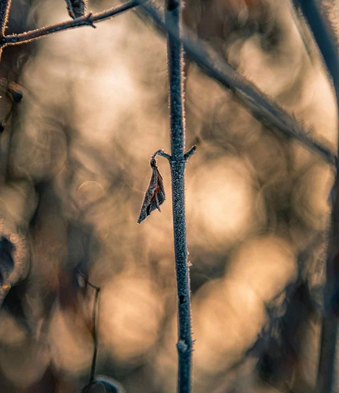 Фотографія Макро / Олександр Катков / photographers.ua