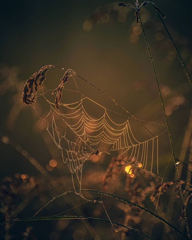 Фотографія Макро / Олександр Катков / photographers.ua