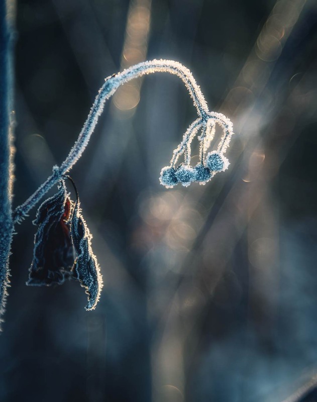 Фотографія Макро / Олександр Катков / photographers.ua