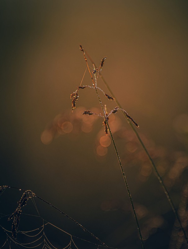 Фотографія Разное / Олександр Катков / photographers.ua