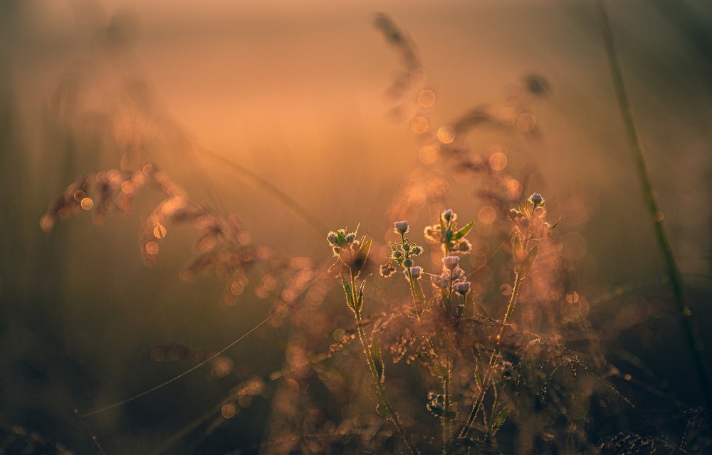 Фотографія Разное / Олександр Катков / photographers.ua