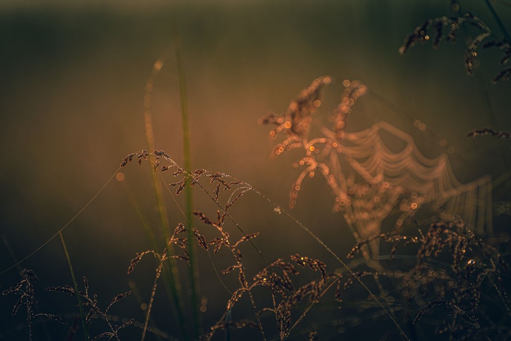 Фотографія Разное / Олександр Катков / photographers.ua