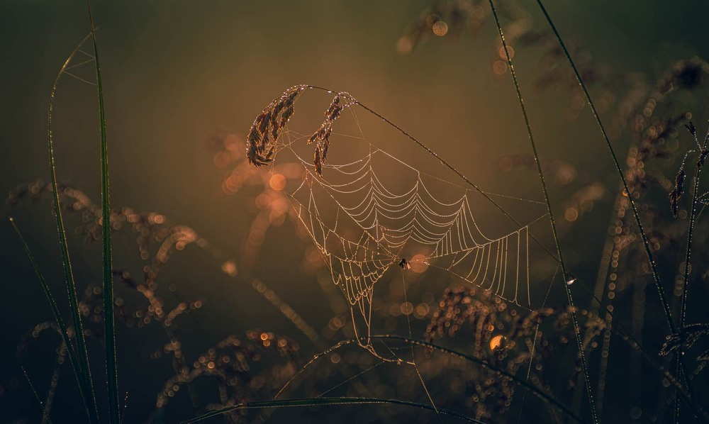 Фотографія Разное / Олександр Катков / photographers.ua