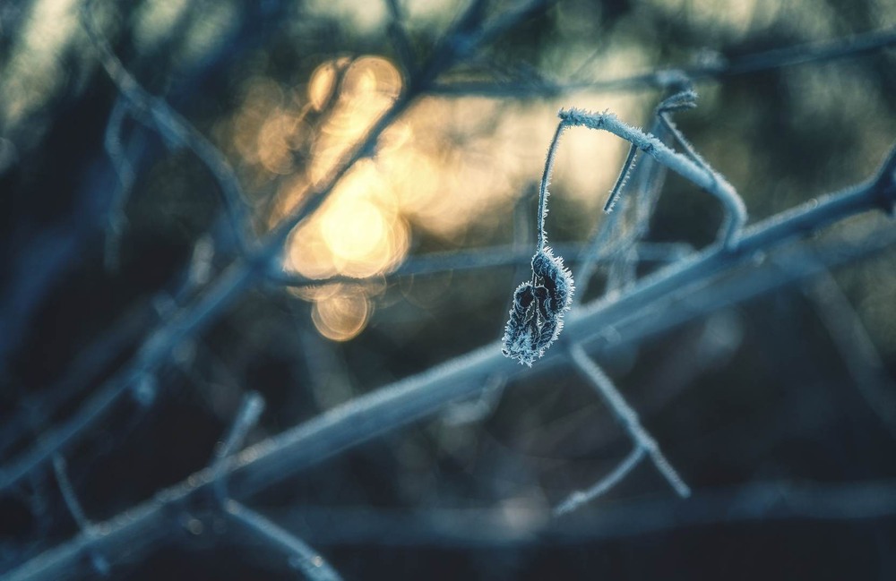 Фотографія Макро / Олександр Катков / photographers.ua