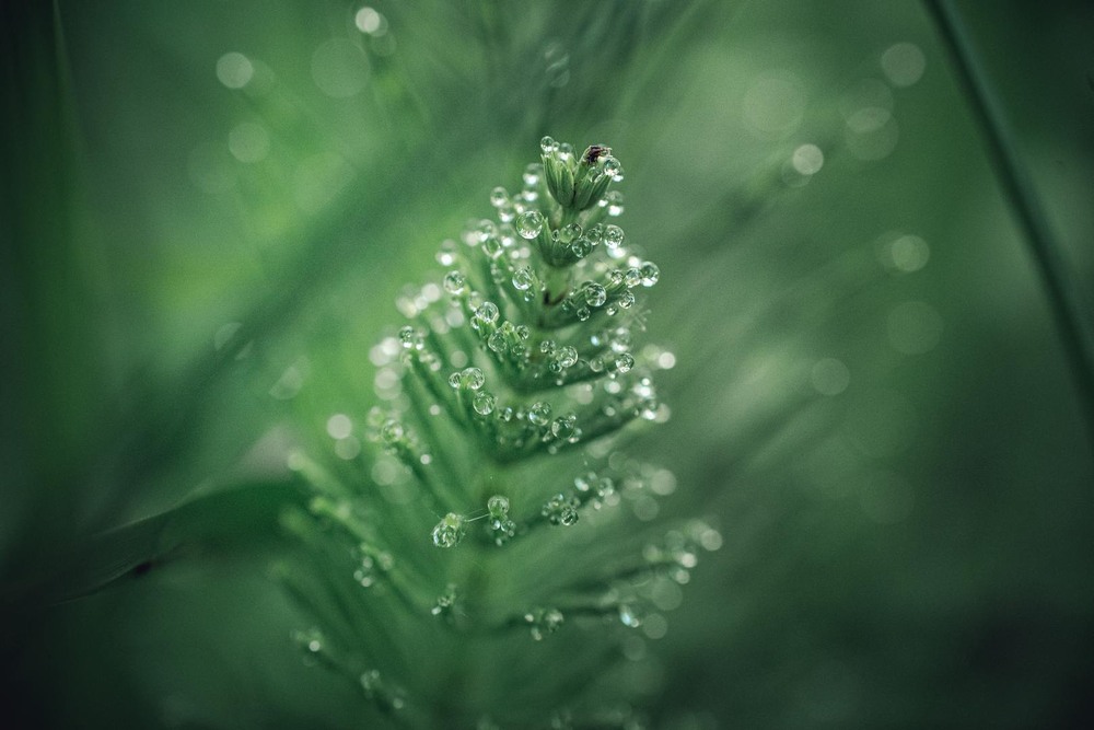 Фотографія Макро / Олександр Катков / photographers.ua