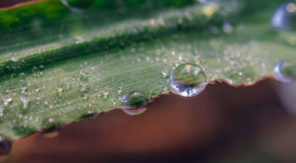 Фотографія Макро / Олександр Катков / photographers.ua