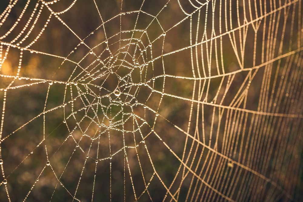 Фотографія Макро / Олександр Катков / photographers.ua