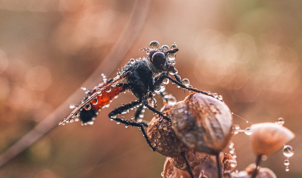 Фотографія Макро / Олександр Катков / photographers.ua