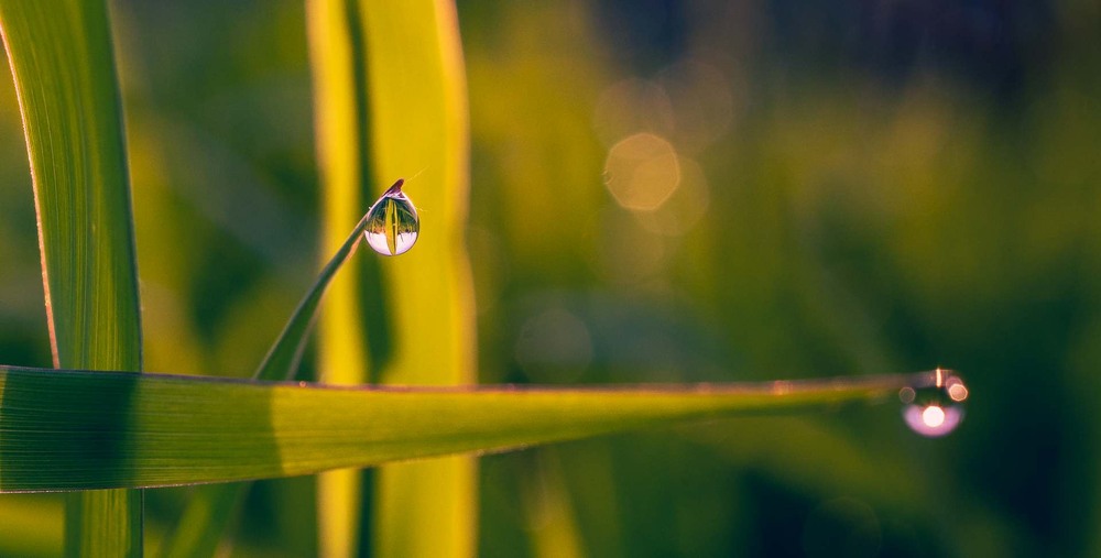 Фотографія Макро / Олександр Катков / photographers.ua