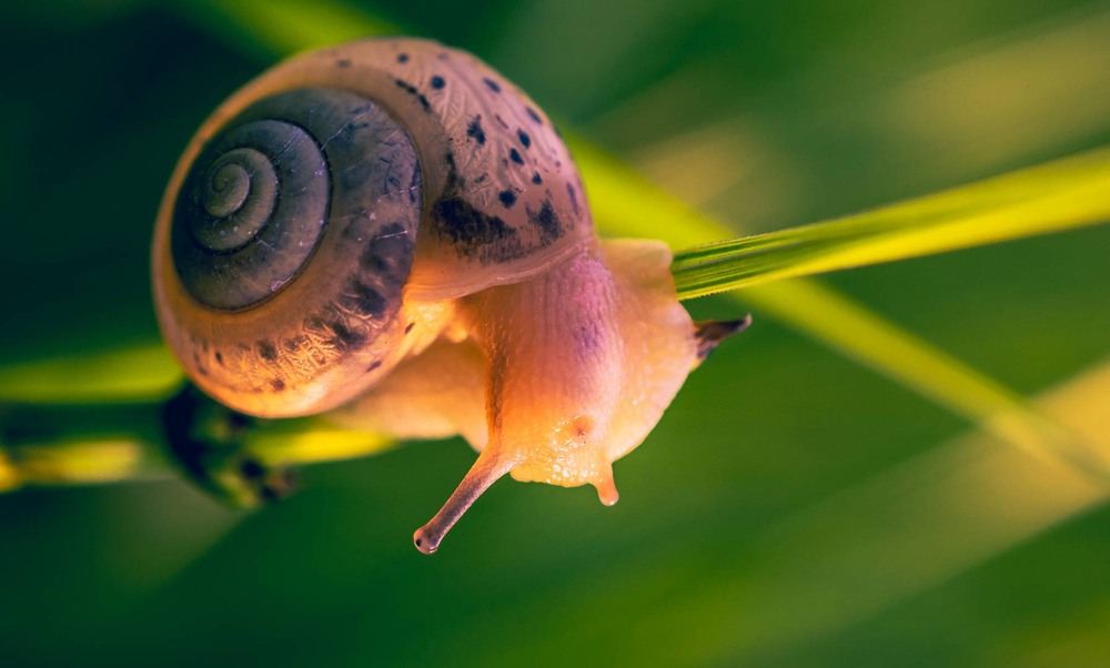 Фотографія Макро / Олександр Катков / photographers.ua